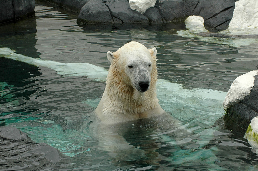 a polar bear swimming in a pool of water